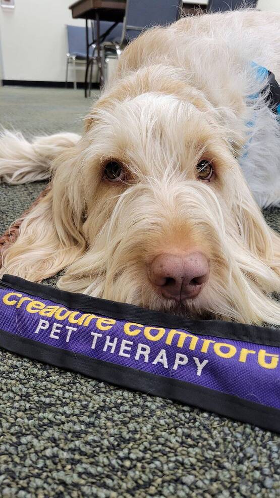 Therapy Dogs Visits Library Teen Space