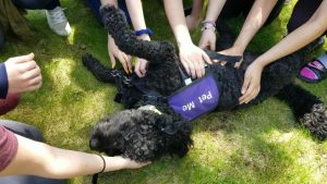 Creature Comfort dog laying down being pet