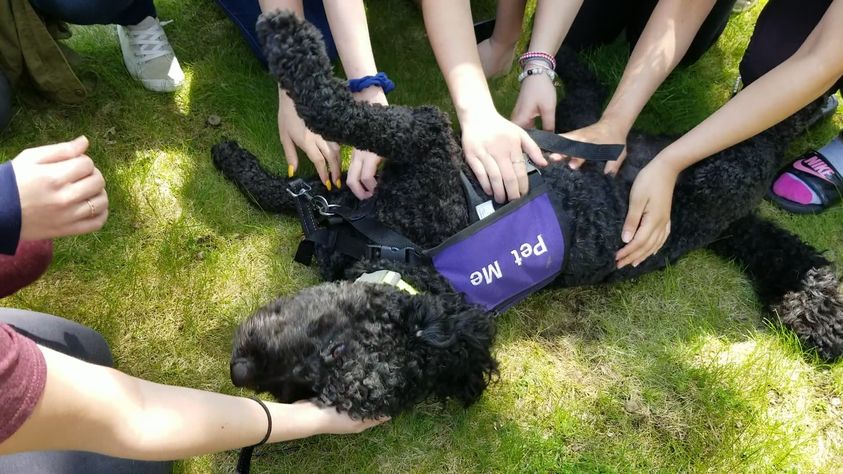 Creature Comfort dog laying down being pet